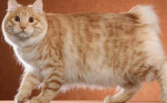 短尾猫,探寻神秘短尾猫种的独特魅力