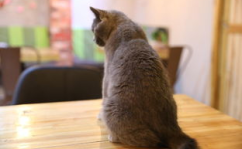 短尾猫,探寻神秘短尾猫种的独特魅力