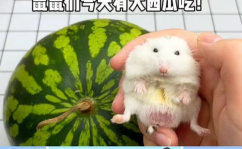 娱乐吃瓜鼠,揭秘娱乐圈那些不为人知的幕后故事