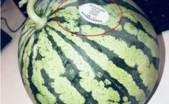 江阴网红吃瓜,揭秘网络红人的幕后故事