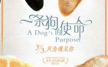 娱乐吃瓜酱去世的小狗,吃瓜酱离世,网友泪目