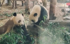 娱乐吃瓜熊猫视频在线观看,在线观看,笑料连连
