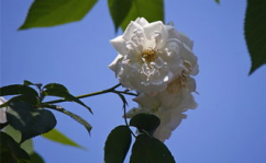 白色蔷薇花,纯洁之花的浪漫传说