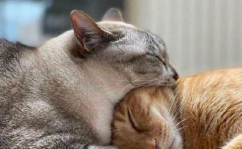 猫娱乐吃瓜酱,揭秘娱乐圈那些不为人知的幕后故事