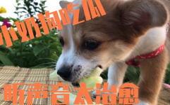 娱乐吃瓜菌小狗视频下载,揭秘小狗视频下载背后的秘密